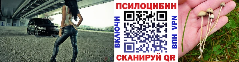 Псилоцибиновые грибы Psilocybe ссылка на мегу сайт Черемхово